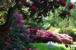 Rhodos and Azaleas