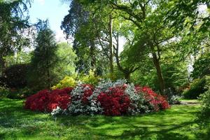 Azaleas in the Grove