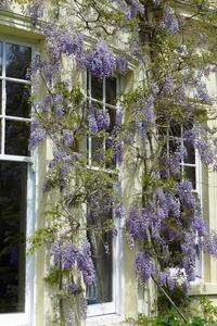 Wisteria on the south facade