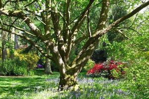 Grove Handkerchief Tree