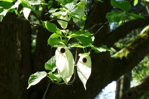 Handkerchiefs in the Grove