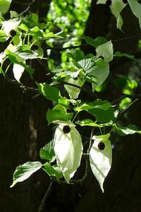 Handkerchiefs in the Grove