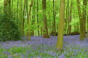 The Bluebell Woods