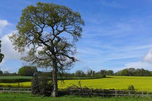 Yellow fields