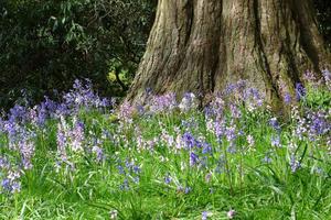 Bluebells in the Grove