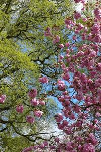Cherry Blossoms
