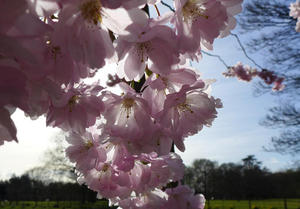 Cherry Blossoms