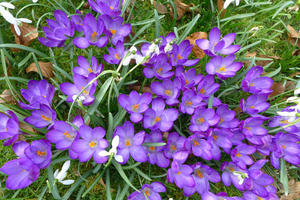 Centre crocus