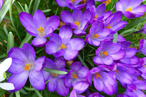 Centre crocus