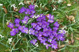 Centre crocus