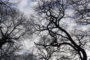 Grove canopy