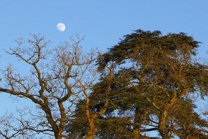 Moon over Brockwood