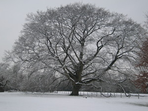 Oak tree in winter