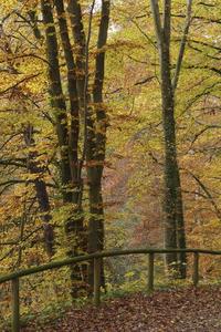 Autumn walk in Uberlingen