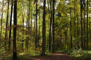 Walking above Uberlingen