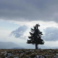 4017_square