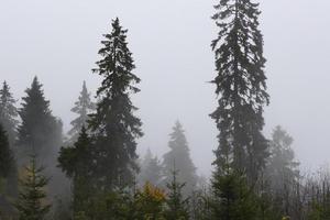 In the Black Forest near Haus Sonne