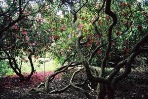 Rhododendrons in The Grove