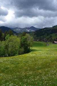 Swiss meadow