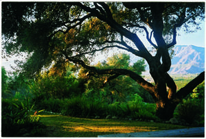 Live Oak shadows