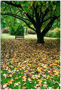Autumn in the Grove