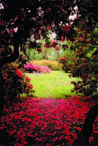Spring in the Grove