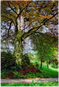 Copper Beech below Brockwood