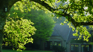 Centre trees