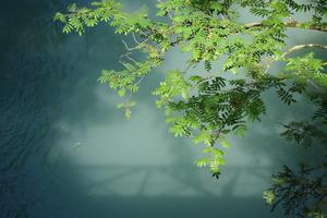 Into the Saanen River