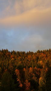 View over the not-so-Black Forest