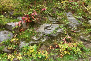 Autumn at ground level
