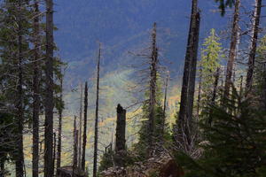 Dead and dying trees on Belchen