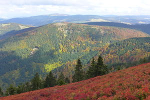 Blueberry fields near the top of Belchen