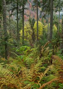 Beautiful Black Forest