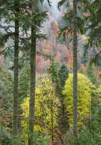 Black Forest lights up