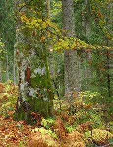 Ferns in Autumn