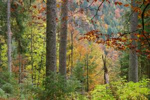 Colourful Black Forest