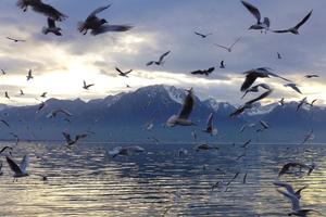 On Lake Geneva at Montreux