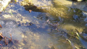 A pond at Chalet Solitude