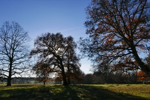 Brockwood Trees
