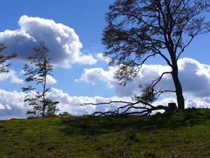 The butterfly hill