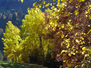 Autumn on La Saussa