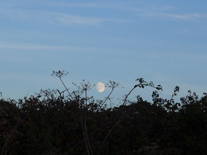 Moon over meadow