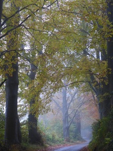 Beeches in the fog