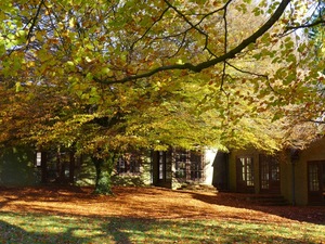 The Centre behind the trees