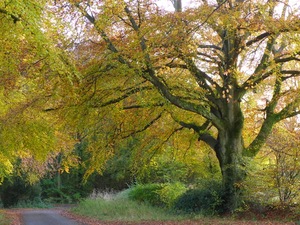 Towards Brockwood Bottom