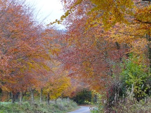 Glorious Beeches