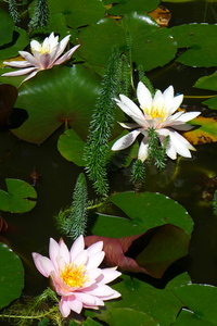 Water Lilies 3