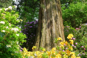 The Sequoia with its Rhododendrons