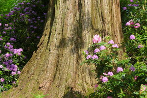 Sequoia with Rhododendrons